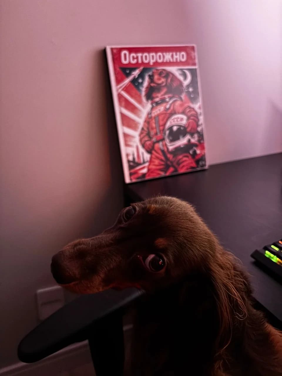 Luna olhando para trás ao lado da mesa e do pôster, sob luz rosa